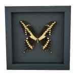 Papilio cresphontes Giant Swallowtail Butterfly Framed Taxidermy Moonlight Display