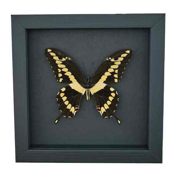 Papilio cresphontes Giant Swallowtail Butterfly Framed Taxidermy Moonlight Display
