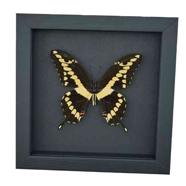 Papilio cresphontes Giant Swallowtail Butterfly Framed Taxidermy Moonlight Display