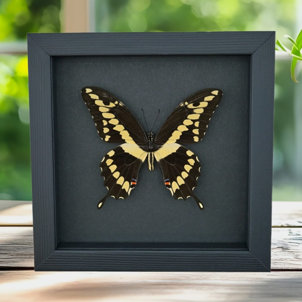 Papilio cresphontes Giant Swallowtail Butterfly Framed Taxidermy Moonlight Display