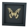 Papilio cresphontes Verso Giant Swallowtail Butterfly Framed Taxidermy Moonlight Display