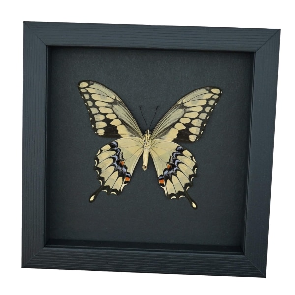 Papilio cresphontes Verso Giant Swallowtail Butterfly Framed Taxidermy Moonlight Display