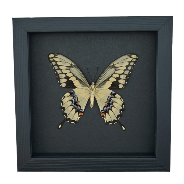 Papilio cresphontes Verso Giant Swallowtail Butterfly Framed Taxidermy Moonlight Display