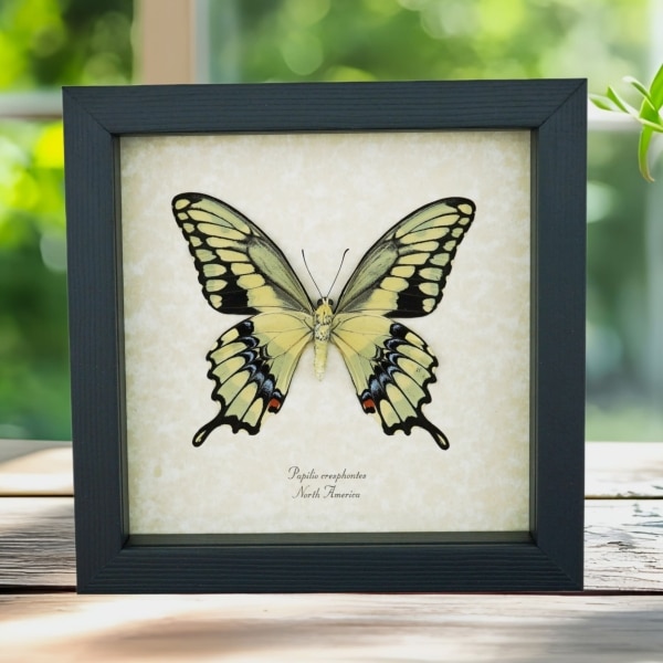 Giant Swallowtail Butterfly Papilio cresphontes verso Framed Taxidermy Display