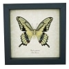 Giant Swallowtail Butterfly Papilio cresphontes verso Framed Taxidermy Display