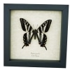 Pale Swallowtail Butterfly Papilio eurymedon Female Framed Taxidermy Display