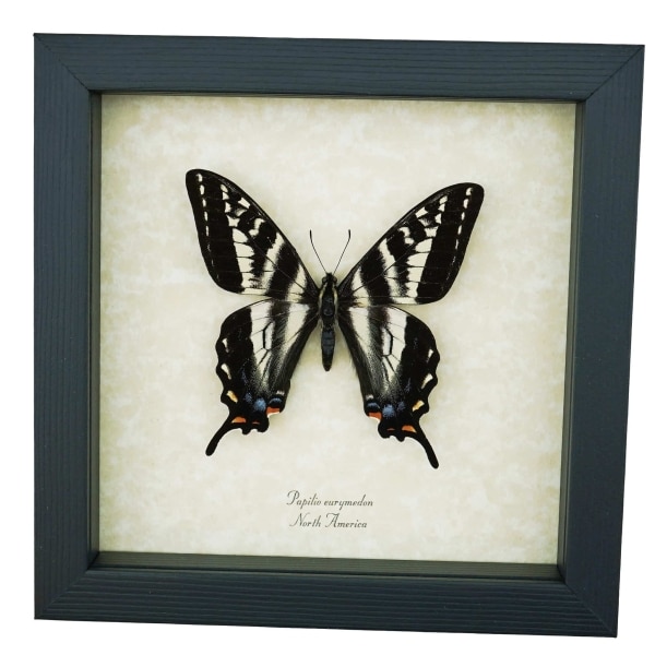 Pale Swallowtail Butterfly Papilio eurymedon Female Framed Taxidermy Display