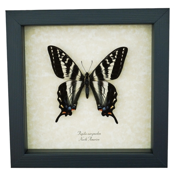 Pale Swallowtail Butterfly Papilio eurymedon Female Framed Taxidermy Display
