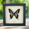 Pale Swallowtail Butterfly Papilio eurymedon Female Framed Taxidermy Display