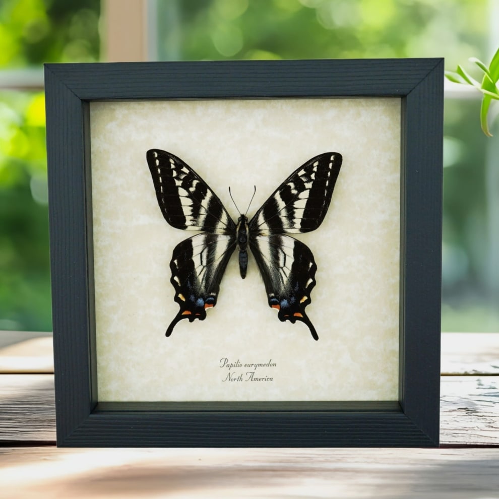 Pale Swallowtail Butterfly Papilio eurymedon Female Framed Taxidermy Display