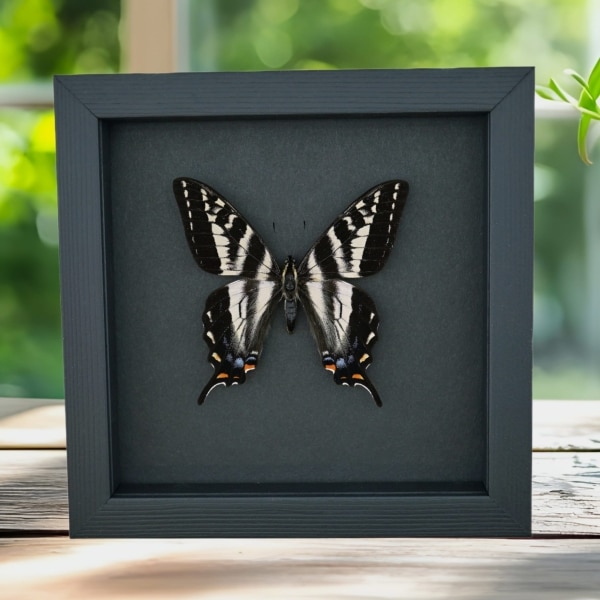 Pale Swallowtail Butterfly Papilio eurymedon Female Framed Taxidermy Moonlight Display Pale Swallowtail Butterfly Papilio eurymedon Female Framed Taxidermy Moonlight Display