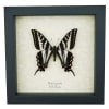 Pale Swallowtail Butterfly Papilio Eurymedon Male Framed Taxidermy Display