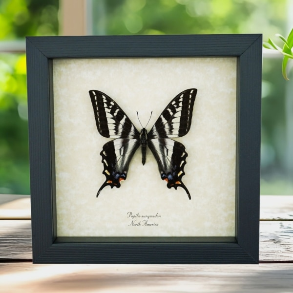 Pale Swallowtail Butterfly Papilio Eurymedon Male Framed Taxidermy Display Pale Swallowtail Butterfly Papilio Eurymedon Male Framed Taxidermy Display