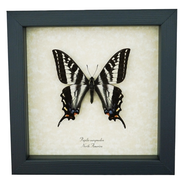 Pale Swallowtail Butterfly Papilio Eurymedon Male Framed Taxidermy Display