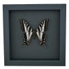 Pale Swallowtail Butterfly Papilio eurymedon male Framed Taxidermy Moonlight Display