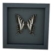 Pale Swallowtail Butterfly Papilio eurymedon male Framed Taxidermy Moonlight Display