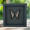 Pale Swallowtail Butterfly Papilio eurymedon male Framed Taxidermy Moonlight Display