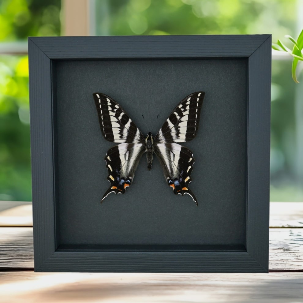 Pale Swallowtail Butterfly Papilio eurymedon male Framed Taxidermy Moonlight Display