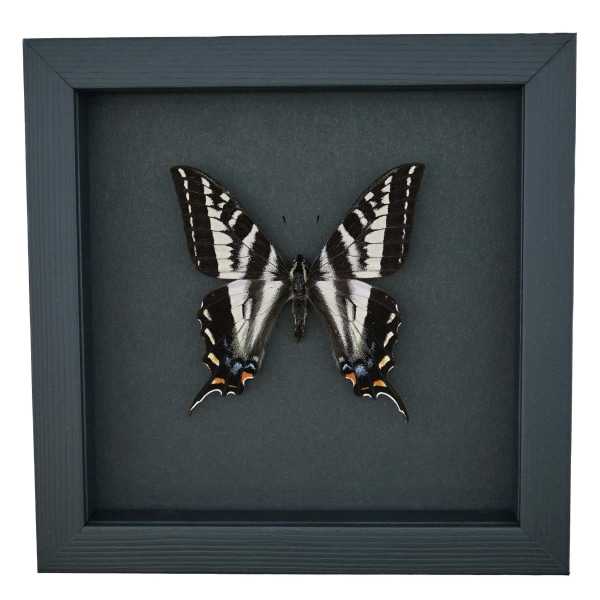 Pale Swallowtail Butterfly Papilio eurymedon male Framed Taxidermy Moonlight Display
