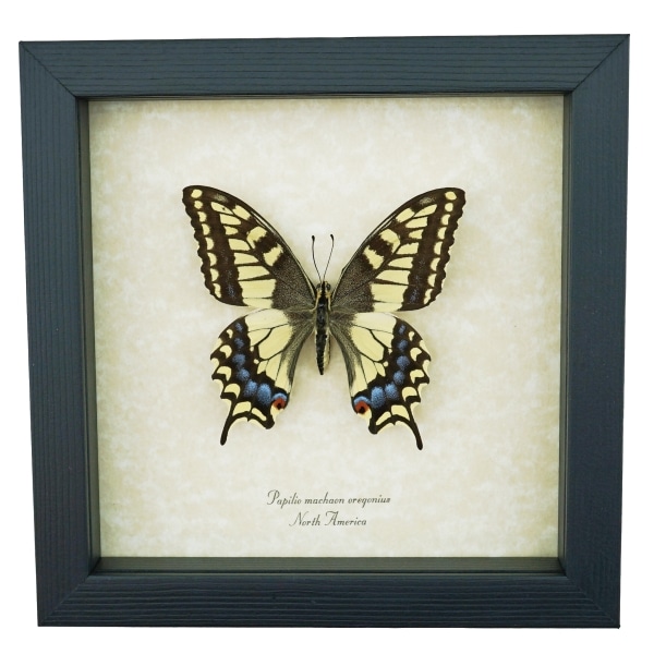 Real Framed Swallowtail Butterfly Papilio machaon oregonius Female Taxidermy Display