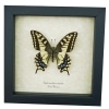 Real Framed Swallowtail Butterfly Papilio machaon oregonius Female Taxidermy Display