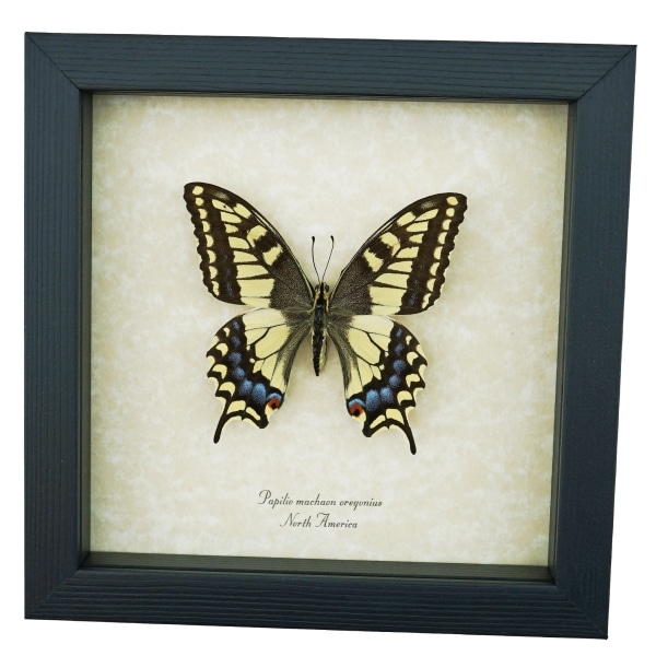 Real Framed Swallowtail Butterfly Papilio machaon oregonius Female Taxidermy Display