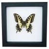 Real Framed Swallowtail Butterfly Papilio machaon oregonius Female Taxidermy Classic Black Display