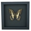 Real Framed Swallowtail Butterfly Papilio machaon oregonius Female Taxidermy Moonlight Display