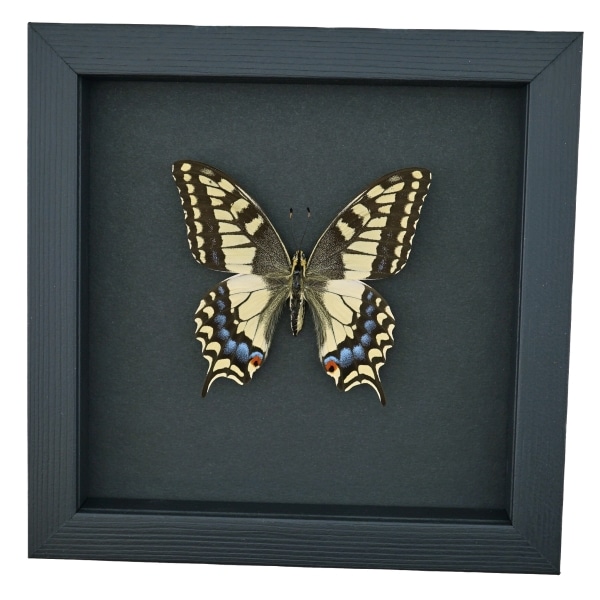 Real Framed Swallowtail Butterfly Papilio machaon oregonius Female Taxidermy Moonlight Display