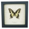 Framed Swallowtail Butterfly Papilio machaon oregonius Taxidermy Display