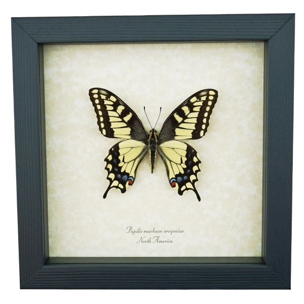 Framed Swallowtail Butterfly Papilio machaon oregonius Taxidermy Display