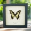 Framed Swallowtail Butterfly Papilio machaon oregonius Taxidermy Display