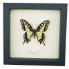 Framed Swallowtail Butterfly Papilio machaon oregonius Taxidermy Display