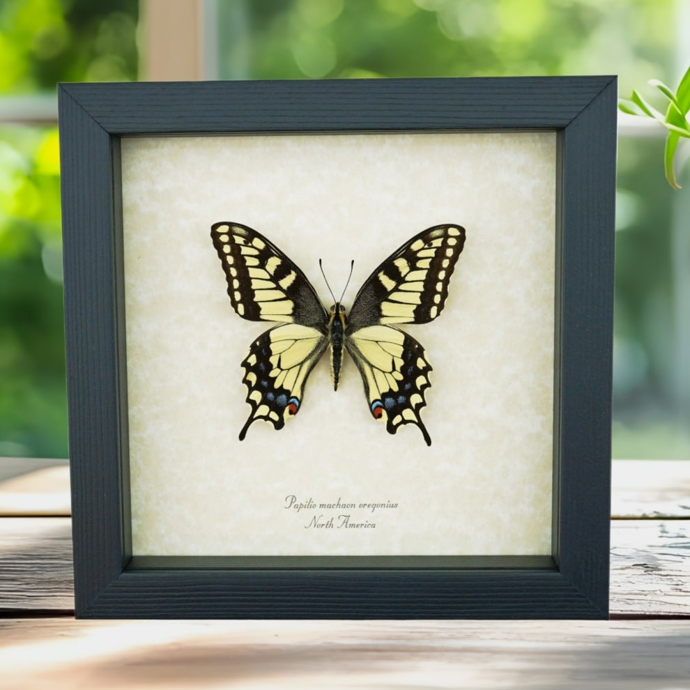 Framed Swallowtail Butterfly Papilio machaon oregonius Taxidermy Display