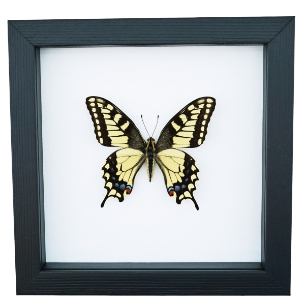 Real Framed Swallowtail Butterfly Papilio machaon oregonius male Taxidermy Classic Black Display