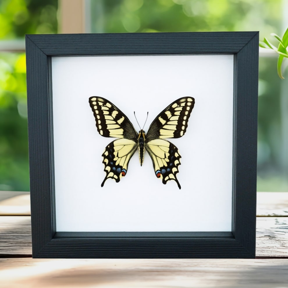 Real Framed Swallowtail Butterfly Papilio machaon oregonius male Taxidermy Classic Black Display Real Framed Swallowtail Butterfly Papilio machaon oregonius male Taxidermy Classic Black Display