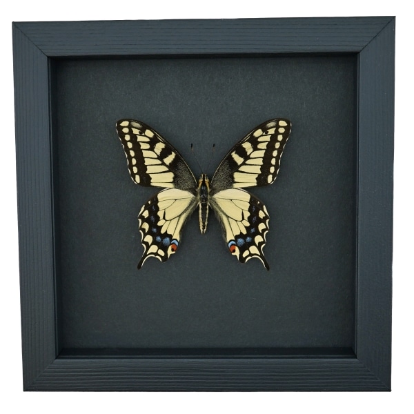 Real Framed Swallowtail Butterfly Papilio machaon oregonius male Taxidermy Moonlight Display