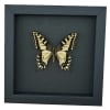 Real Framed Swallowtail Butterfly Papilio machaon oregonius male Taxidermy Moonlight Display