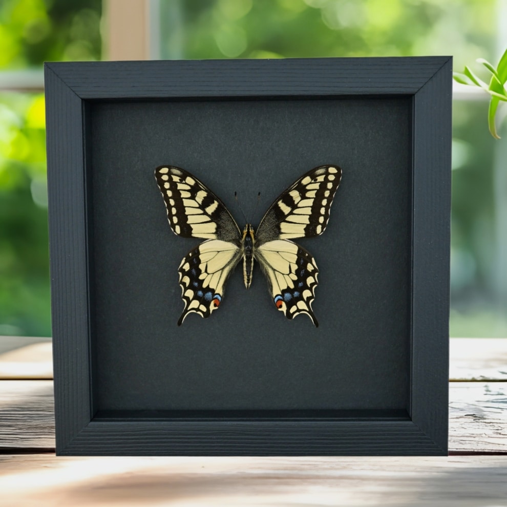 Real Framed Swallowtail Butterfly Papilio machaon oregonius male Taxidermy Moonlight Display