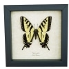 Western Tiger Swallowtail Butterfly Papilio rutulus Female Framed Taxidermy Display