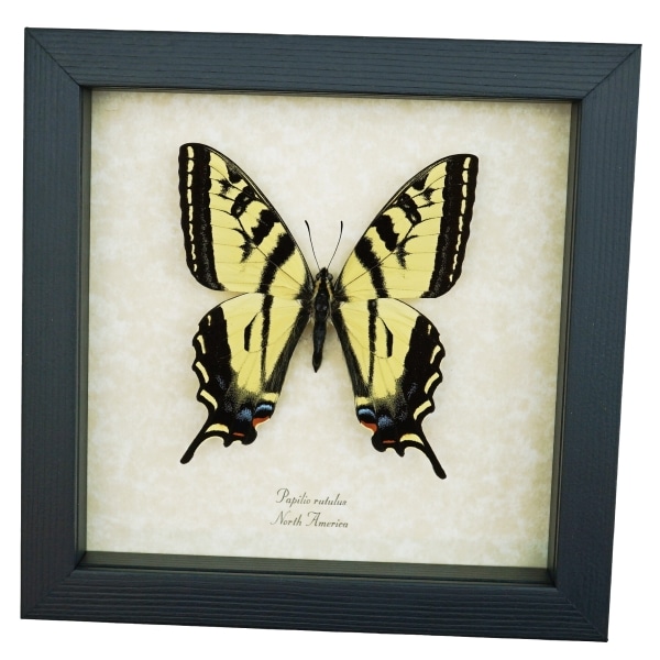 Western Tiger Swallowtail Butterfly Papilio rutulus Female Framed Taxidermy Display