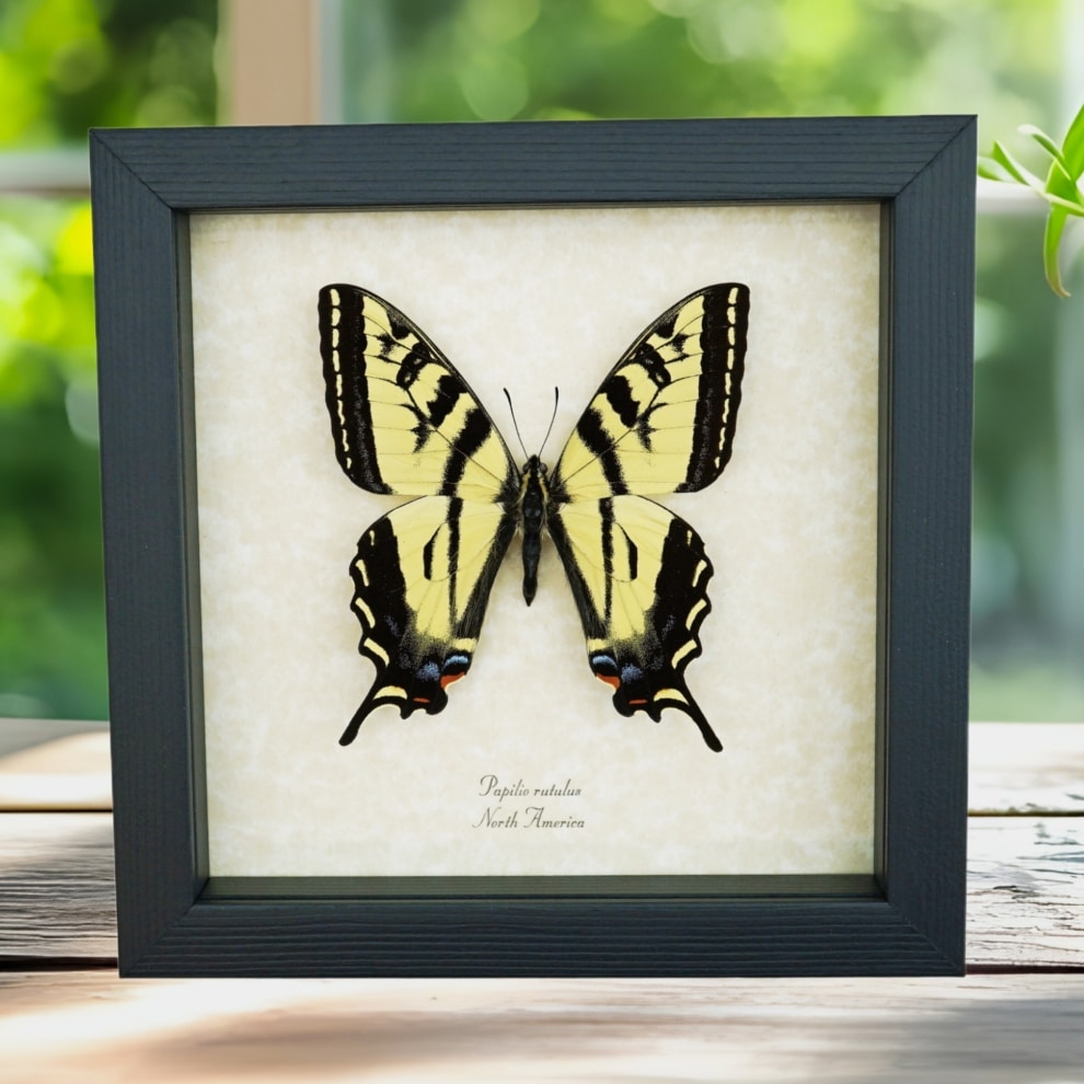 Western Tiger Swallowtail Butterfly Papilio rutulus Female Framed Taxidermy Display