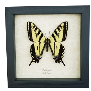 Western Tiger Swallowtail Butterfly Papilio rutulus Female Framed Taxidermy Display