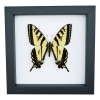 Western Tiger Swallowtail Butterfly Papilio rutulus Female Framed Taxidermy Classic Black Display