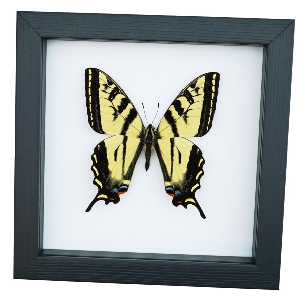 Western Tiger Swallowtail Butterfly Papilio rutulus Female Framed Taxidermy Classic Black Display