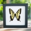 Western Tiger Swallowtail Butterfly Papilio rutulus Female Framed Taxidermy Classic Black Display