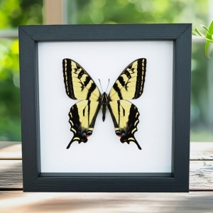 Western Tiger Swallowtail Butterfly Papilio rutulus Female Framed Taxidermy Classic Black Display