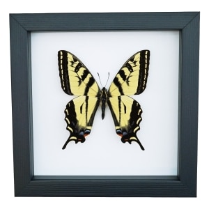 Western Tiger Swallowtail Butterfly Papilio rutulus Female Framed Taxidermy Classic Black Display