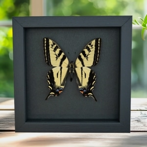 Western Tiger Swallowtail Butterfly Papilio rutulus Female Framed Taxidermy Moonlight Display