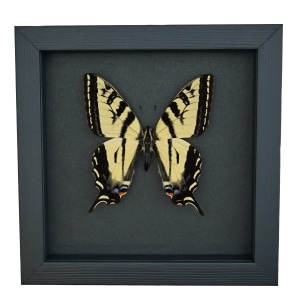 Western Tiger Swallowtail Butterfly Papilio rutulus Female Framed Taxidermy Moonlight Display